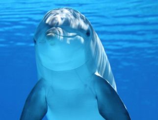 common bottlenose dolphin