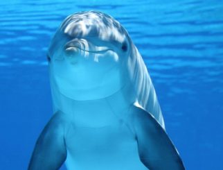 common bottlenose dolphin