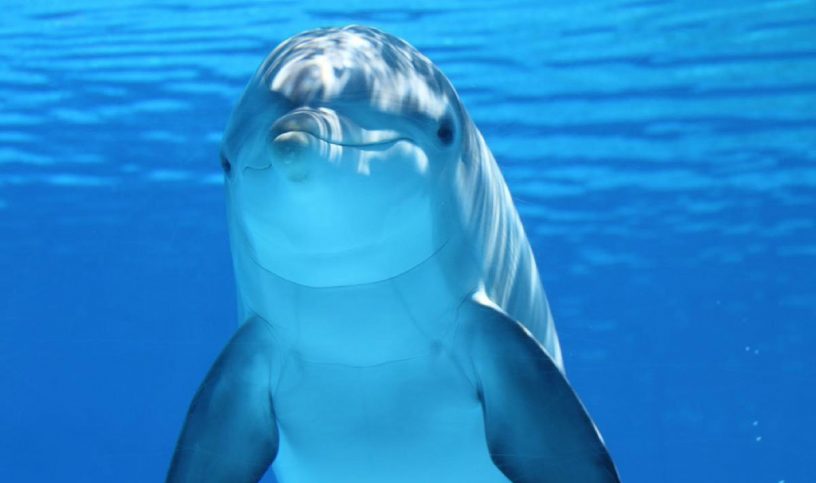 common bottlenose dolphin