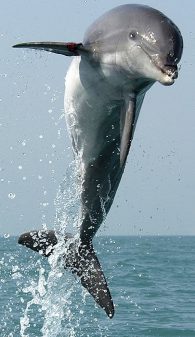 common bottlenose dolphin