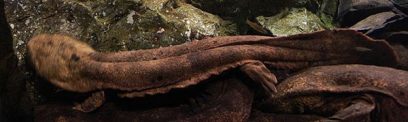 Japanese Giant Salamander