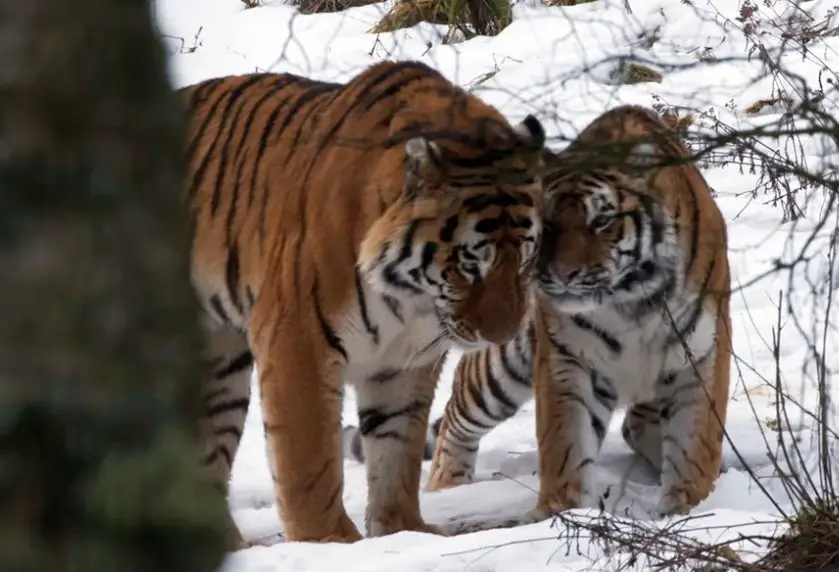 amur tiger couple meet