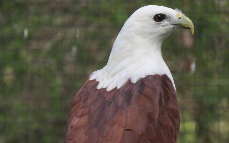 Brahminy Kite (Haliastur indus)