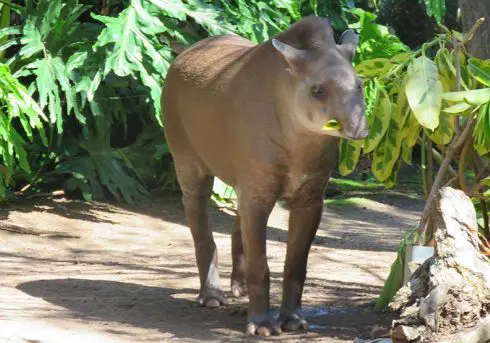 Brazilian-Tapir