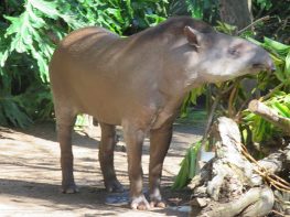 Brazilian-Tapir