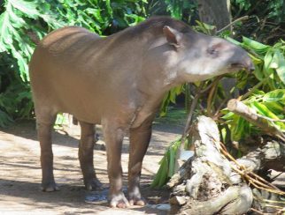 Brazilian-Tapir