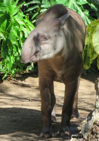 Brazilian-Tapir