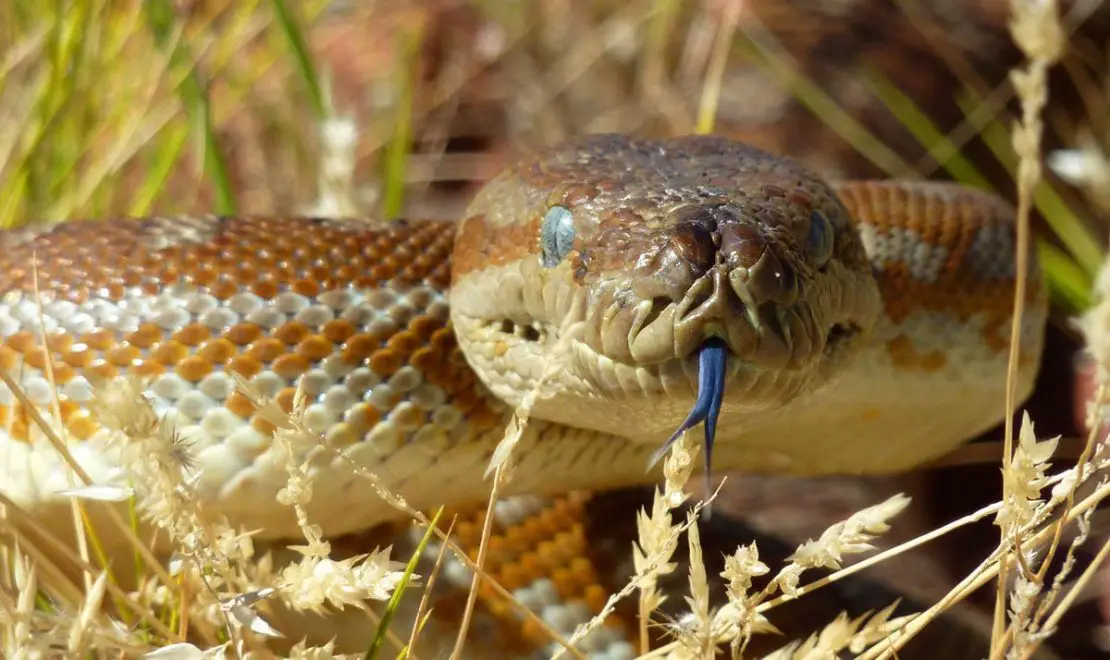 Bredli Python