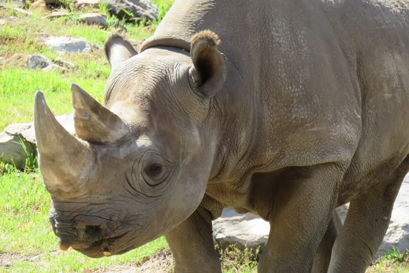 Bristol Zoo Black Rhino