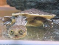 Broad-shelled Turtle