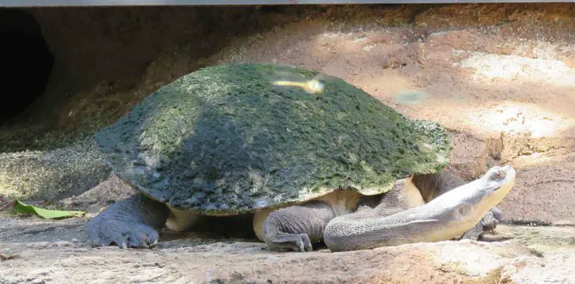 Broad-shelled Turtle