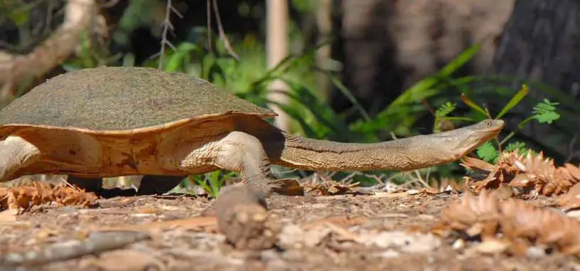 Broad-shelled Turtle