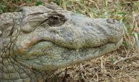 Broad Snouted Caiman