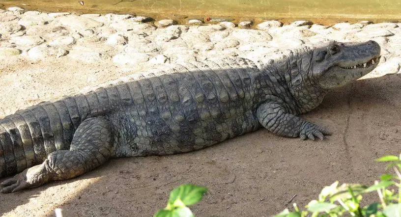 Broad Snouted Caiman