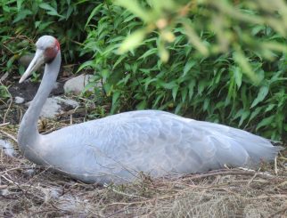 Brolga