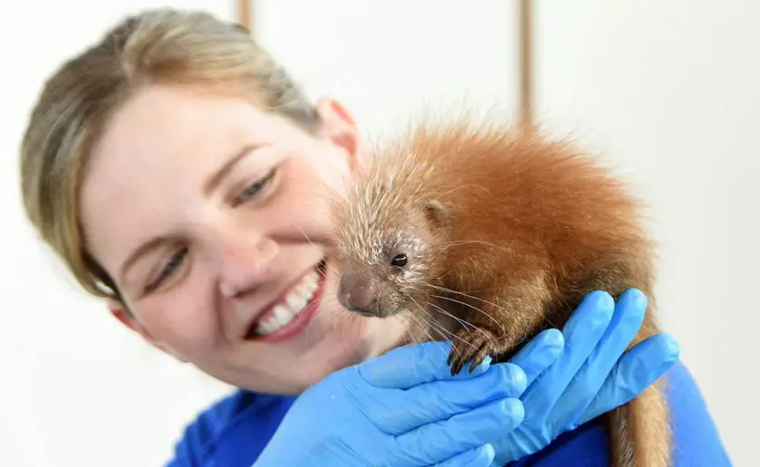 Porcupette Brookfield Zoo