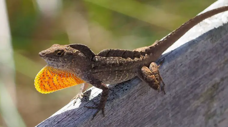 Brown Anole (Anolis sagrei)
