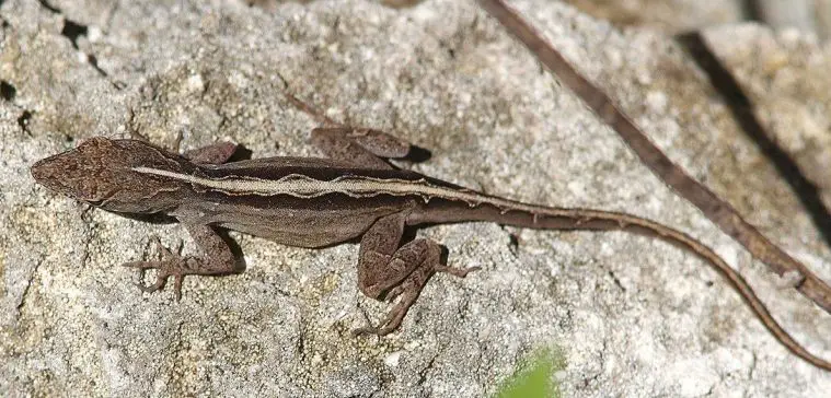 Brown Anole (Anolis sagrei)