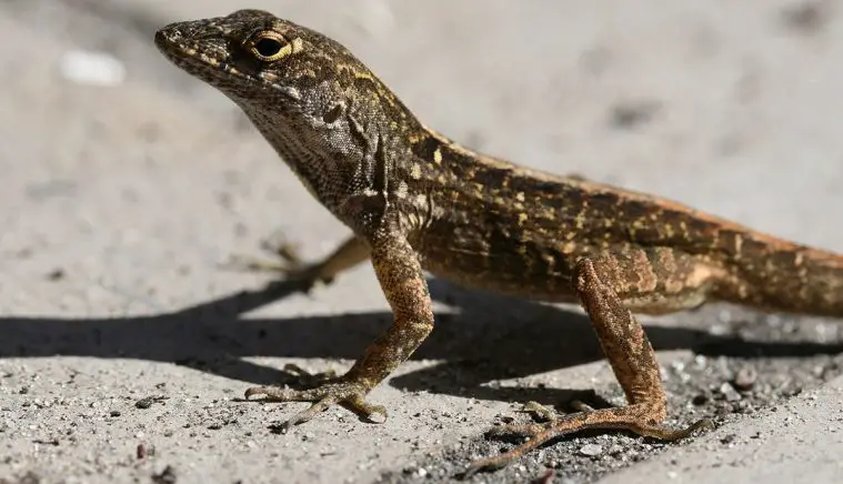 Brown Anole (Anolis sagrei)