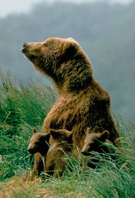 brown bear