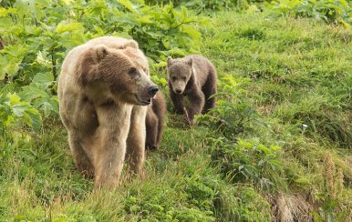 brown bear