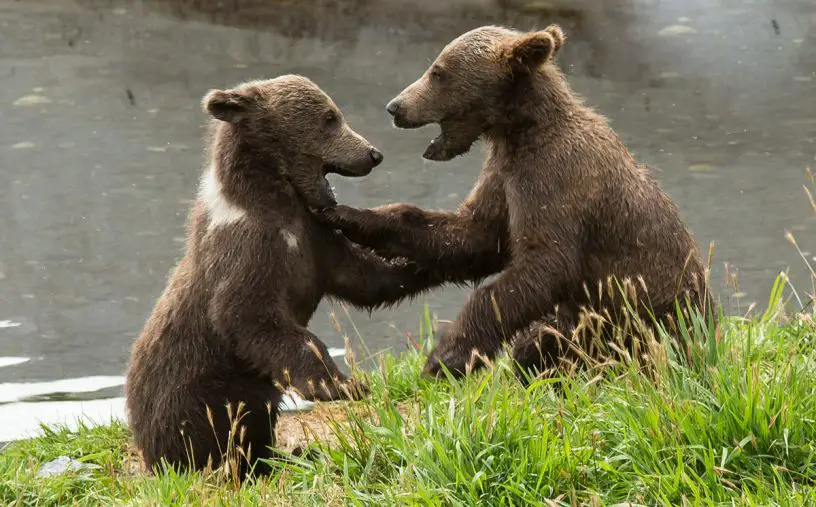 brown bear