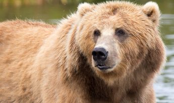 brown bear
