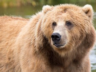 brown bear