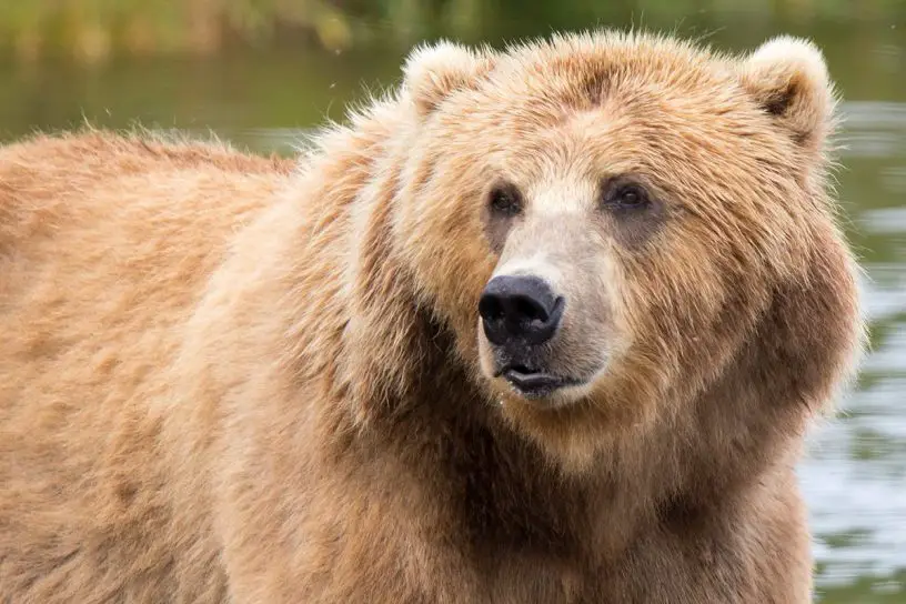 brown bear