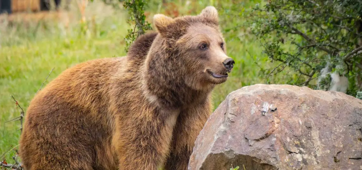 European Brown Bears Fun in the Sun at ZSL Whipsnade Zoo