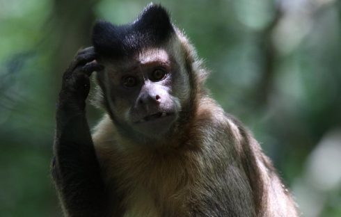 brown capuchin
