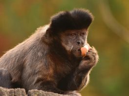 brown capuchin