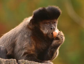 brown capuchin