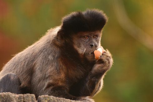 brown capuchin