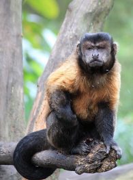 brown capuchin