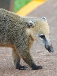 Brown-Nosed-Coati