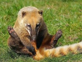 Brown-Nosed-Coati