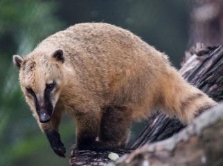 Brown-Nosed-Coati