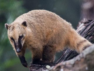Brown-Nosed-Coati