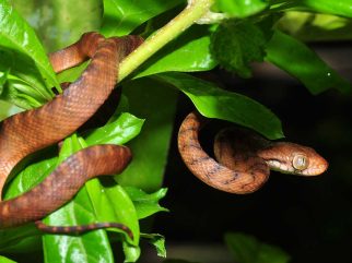 Brown Tree Snake