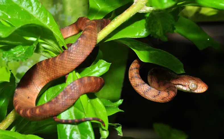 Brown Tree Snake