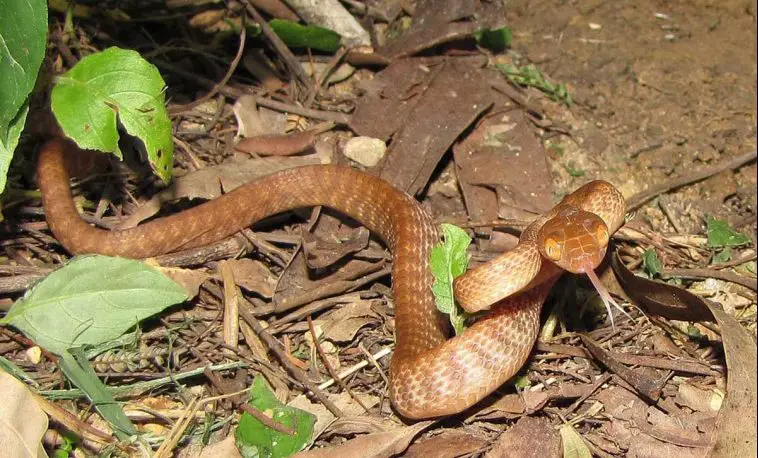 Brown Tree Snake