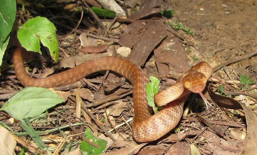 Brown Tree Snake The Animal Facts Appearance, Diet, Habitat, Lifespan