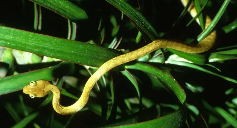 Brown Tree Snake