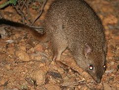 Brush Tailed Bettong (Woylie)