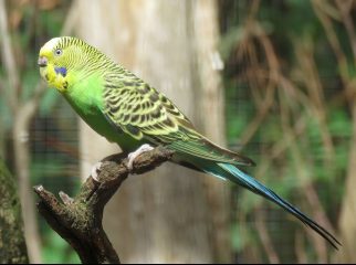 Budgerigar