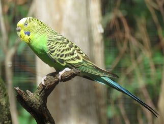 Budgerigar