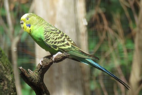 Budgerigar