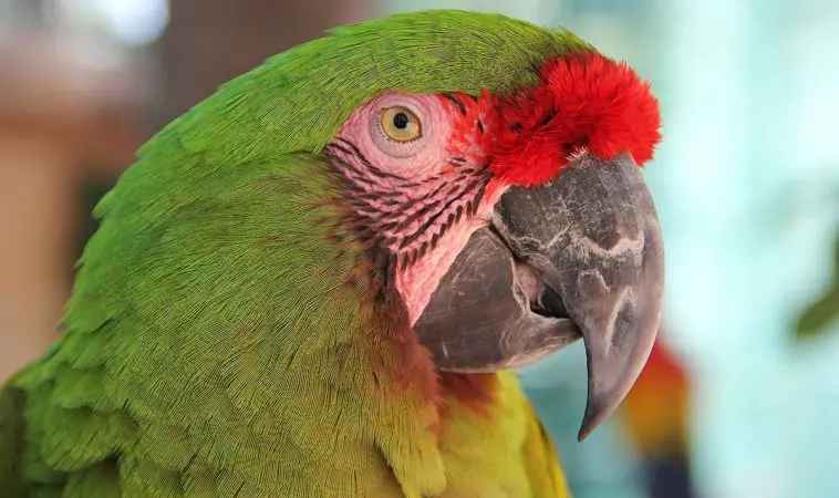 Great Green Macaw