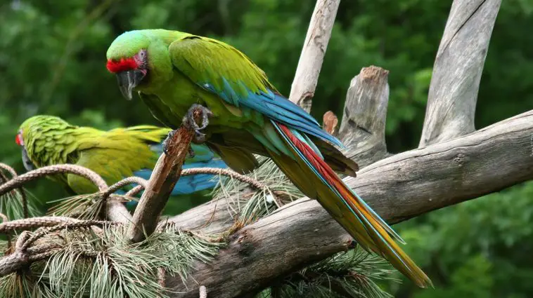 Great Green Macaw